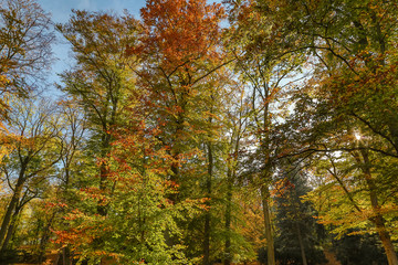 view to autumn treetop in forest landscape