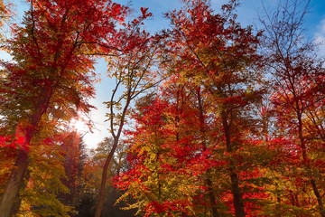 view to autumn treetop in forest landscape