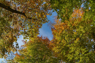 view to autumn treetop in forest landscape