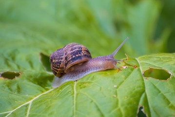 snail on a leaf