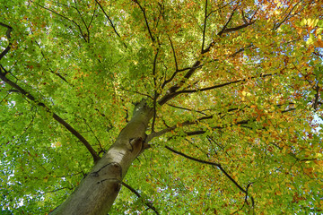 Fototapeta na wymiar view to autumn treetop in forest landscape