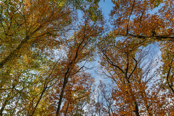 view to autumn treetop in forest landscape