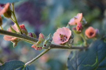 Delicadas flores rosa salmón y fondo desenfocado