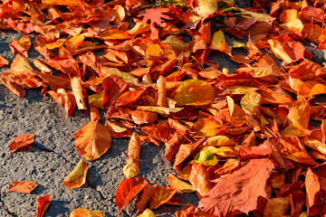 Fallen leaves on ground