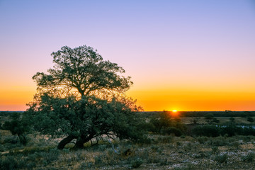 Fototapeta na wymiar Australian desert at sunset with copy space