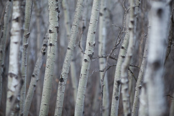 Aspen Forest 10