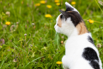 Kitten Jäger sucht Maus auf Wiese