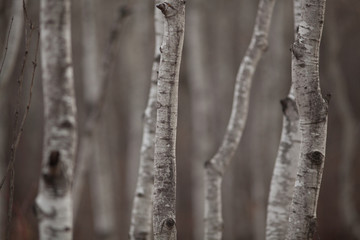 Obraz premium Aspen Forest 5