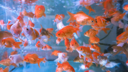 A herd of small ornamental fish in a clear aquarium