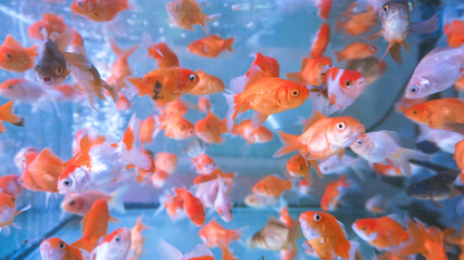 A herd of small ornamental fish in a clear aquarium