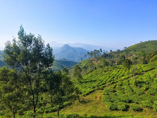 Fototapeta na wymiar Tea garden of Pangalengan