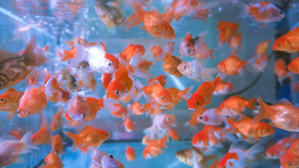 A herd of small ornamental fish in a clear aquarium