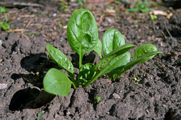 Pequeña planta de espinaca