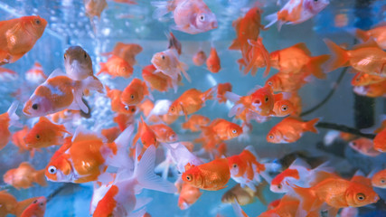 A herd of small ornamental fish in a clear aquarium