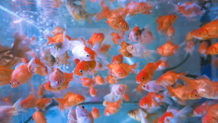 A herd of small ornamental fish in a clear aquarium