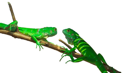 Green lizards crept on twigs on a white background