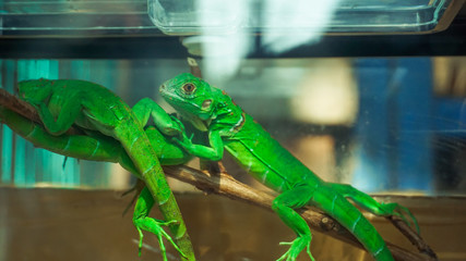 Green lizards crept on twigs in the aquarium