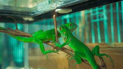 Green lizards crept on twigs in the aquarium
