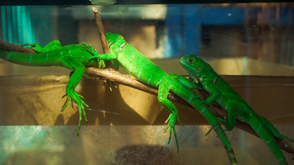 Green lizards crept on twigs in the aquarium