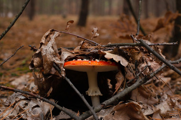 amanita ,red fly agaric breaks through autumn leaves,hallucinogenic mushroom containing muscarin...