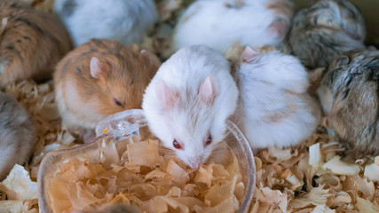 Hamster herd with various colors