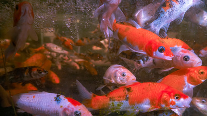 Koi fish in an aquarium with air bubbles in around