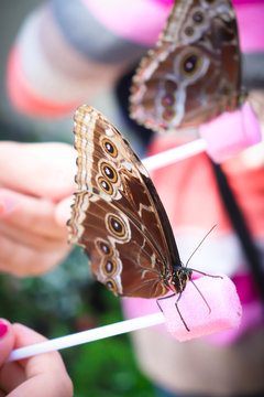 Hackberry Butterfly