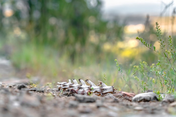 Piece of the spine of a dead animal