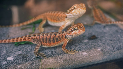 Prickly Lizards sharp gaze from inside the aquarium