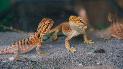 Prickly Lizards sharp gaze from inside the aquarium
