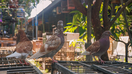 Docile pigeons stand on a cage