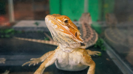 Prickly Lizards sharp gaze from inside the aquarium
