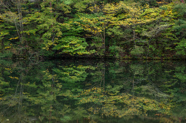 広島県 大野自然の森の沼