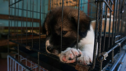Puppies in white, black and brown look sad in a cage