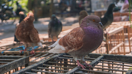 Docile pigeons stand on a cage
