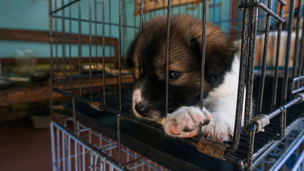 Puppies in white, black and brown look sad in a cage