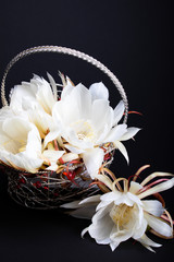 Close up of white flower, night blooming cereus. Aka ceroid cacti, queen of the night.