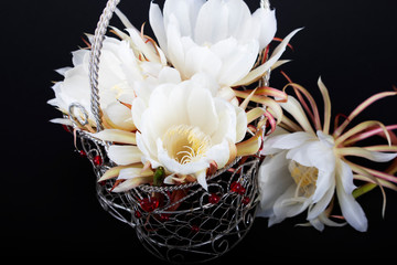 Close up of white flower, night blooming cereus. Aka ceroid cacti, queen of the night.