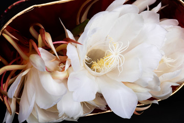 Close up of white flower, night blooming cereus. Aka ceroid cacti, queen of the night.