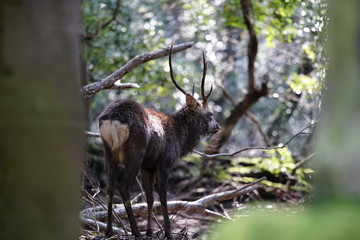 奈良の鹿さん　Nara deer in Nara Park