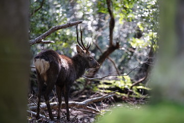 奈良の鹿さん　Nara deer in Nara Park
