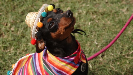 Chihuahua wearing traditional Mexican poncho and hat for Halloween