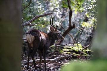 奈良の鹿さん　Nara deer in Nara Park