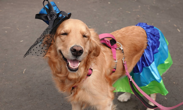 dog in dress Princess Dog Dress/Gown