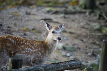 奈良の鹿さん　Nara deer in Nara Park
