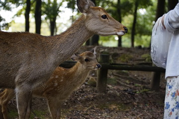 奈良の鹿さん　Nara deer in Nara Park