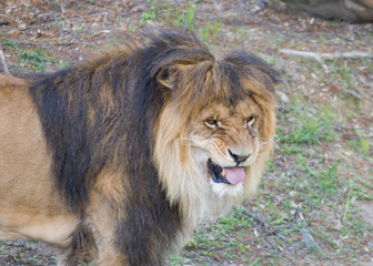 Angry Adult Lion is Roaring