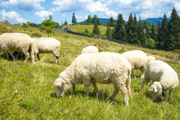 Flock of Sheep Grazing in a Hill of Carpathian Mountains