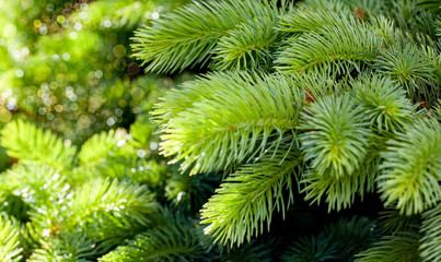 Branch of fir tree with green needles,  close up
