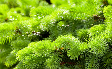 Branch of fir tree with green needles,  close up